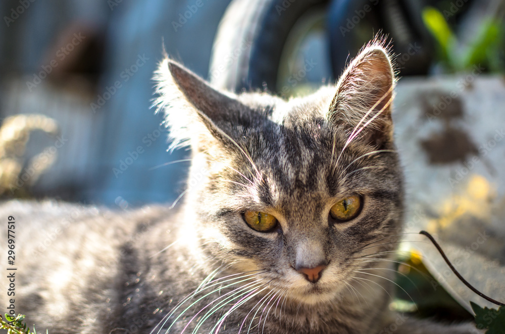 Surprised tabby kitten outdoors portrait