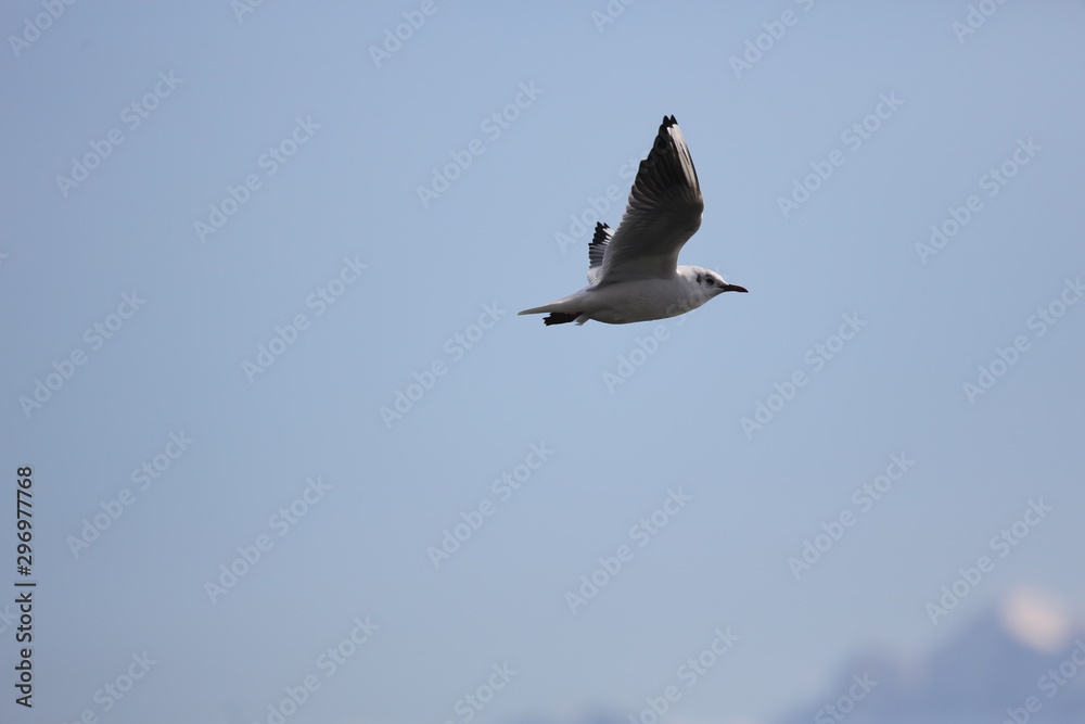 Obraz premium aves varias 