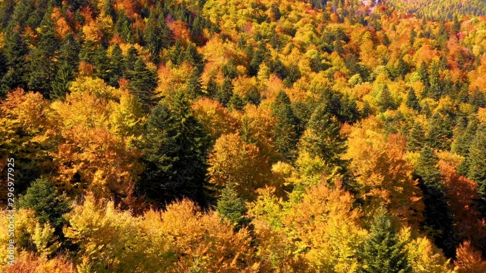 Autumn mountain forest. Scenic Aerial View of Autumn Colors, Trees, Forests. Fall foliage in autumn forest. October aerial landscape. Drone flight over fall forest. Autumn leaves and trees. Autumn mountain forest. Scenic Aerial View of Autumn Colors, Trees, Forests. Fall foliage in autumn forest. October aerial landscape. Drone flight over fall forest. Autumn leaves and trees.