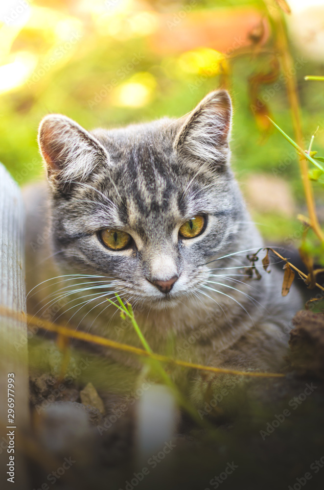 Bright portrait of a gray cute tabby kitten, vertical photo