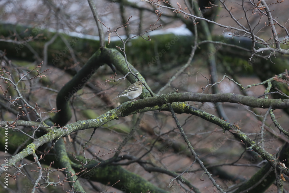 aves varias aves varias
