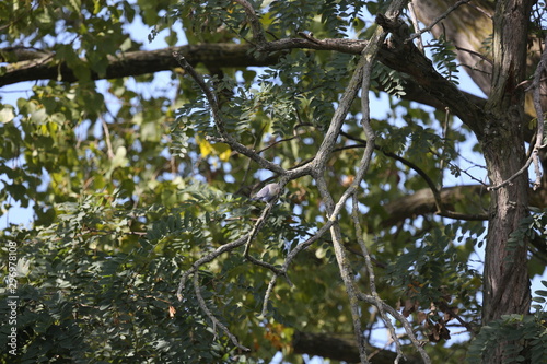 aves varias 