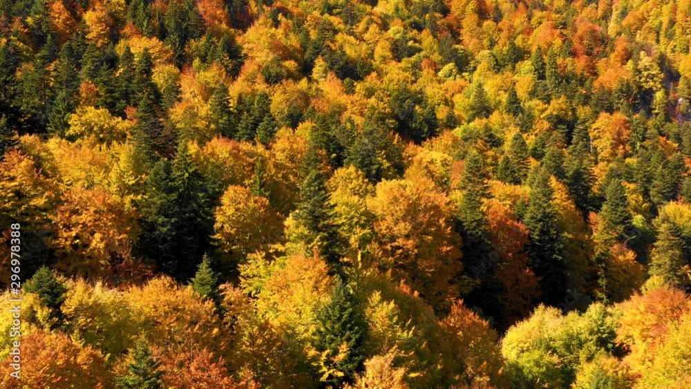 Autumn mountain forest. Scenic Aerial View of Autumn Colors, Trees, Forests. Fall foliage in autumn forest. October aerial landscape. Drone flight over fall forest. Autumn leaves and trees. Autumn mountain forest. Scenic Aerial View of Autumn Colors, Trees, Forests. Fall foliage in autumn forest. October aerial landscape. Drone flight over fall forest. Autumn leaves and trees.