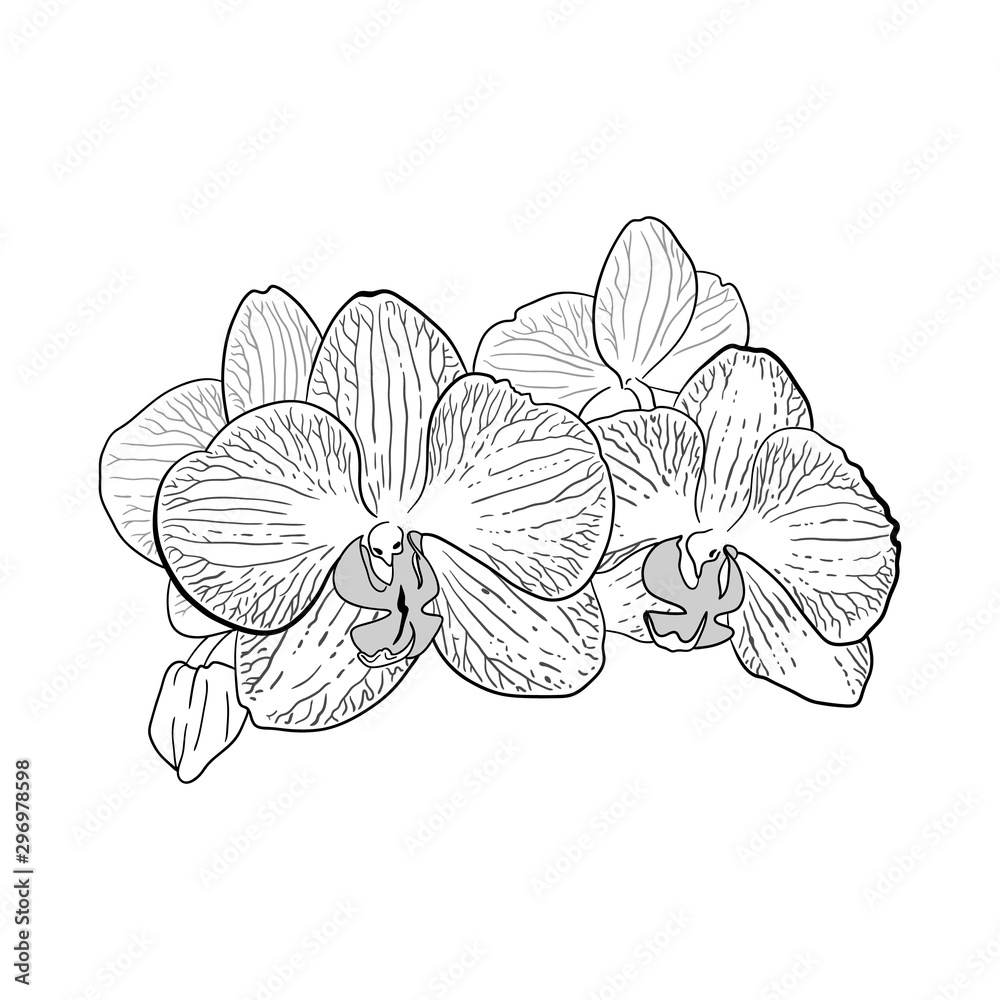 Fototapeta premium orchid branch. hand drawing sketch. isolated on white background. For print.
