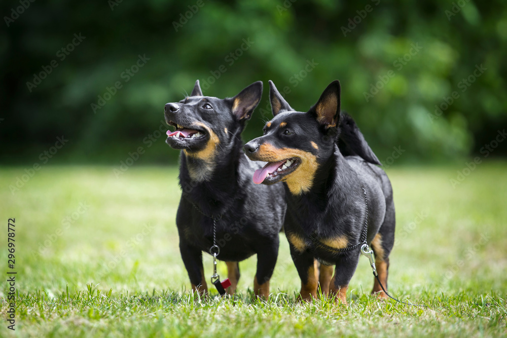 Adorable Lancashire Heeler couple posing in summer Adorable Lancashire Heeler couple posing in summer