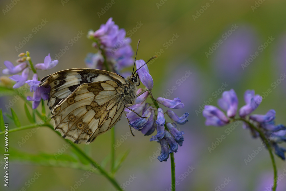 Naklejka premium Schachbrettfalter