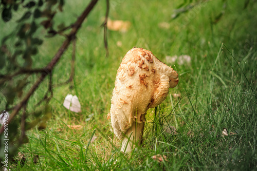 Melting Mushroom in the Grass