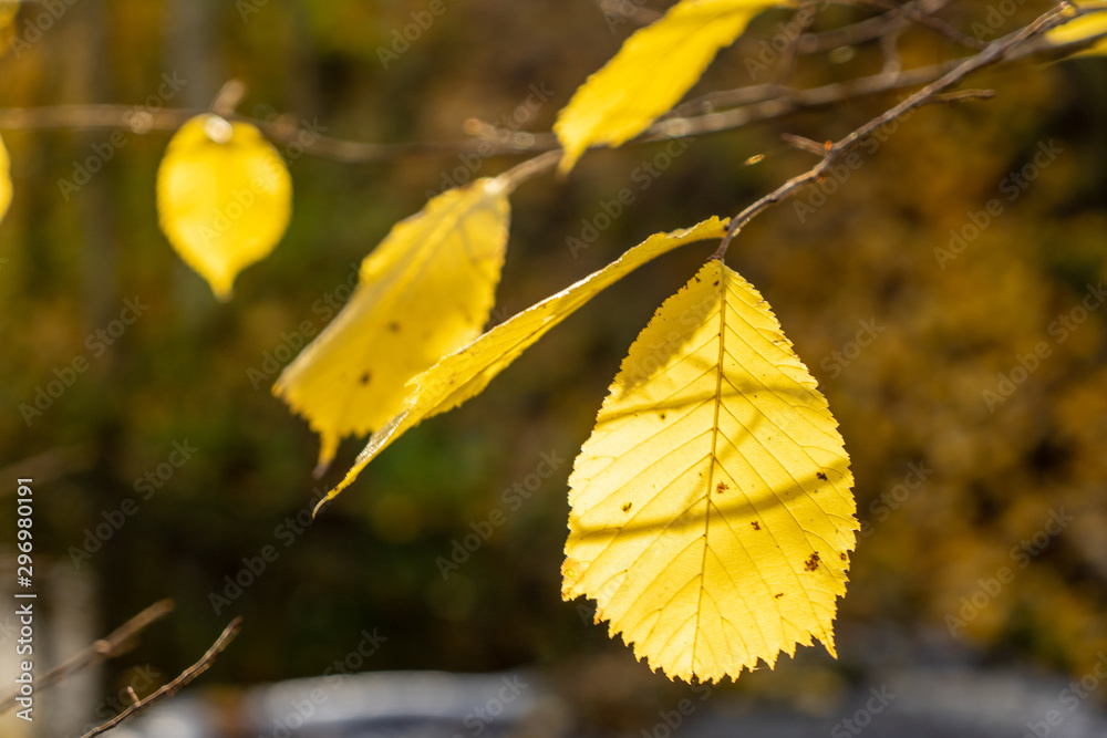 Obraz premium Autumn leaves on a tree