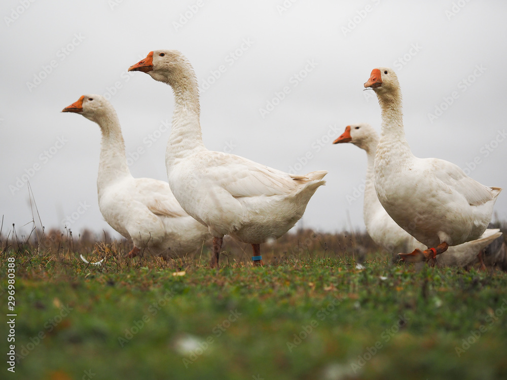 White geese early in the morning against the fog