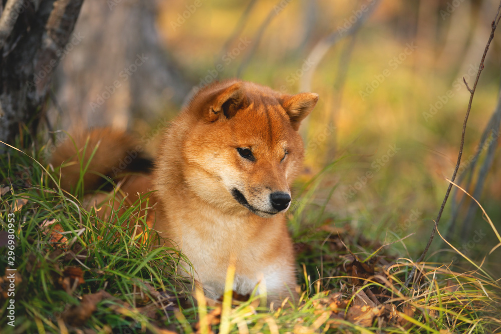 Beautiful and happy shiba inu dog lying on the grass in the forest at golden sunset. Red shiba inu female puppy