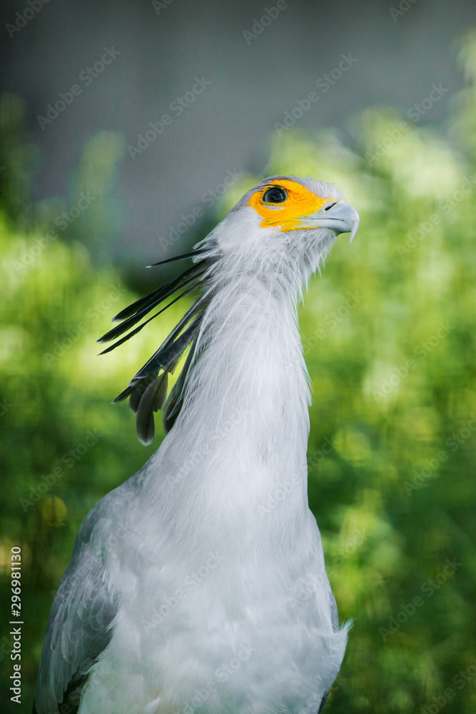 Secretarybird portrait in summer outdoors Secretarybird portrait in summer outdoors