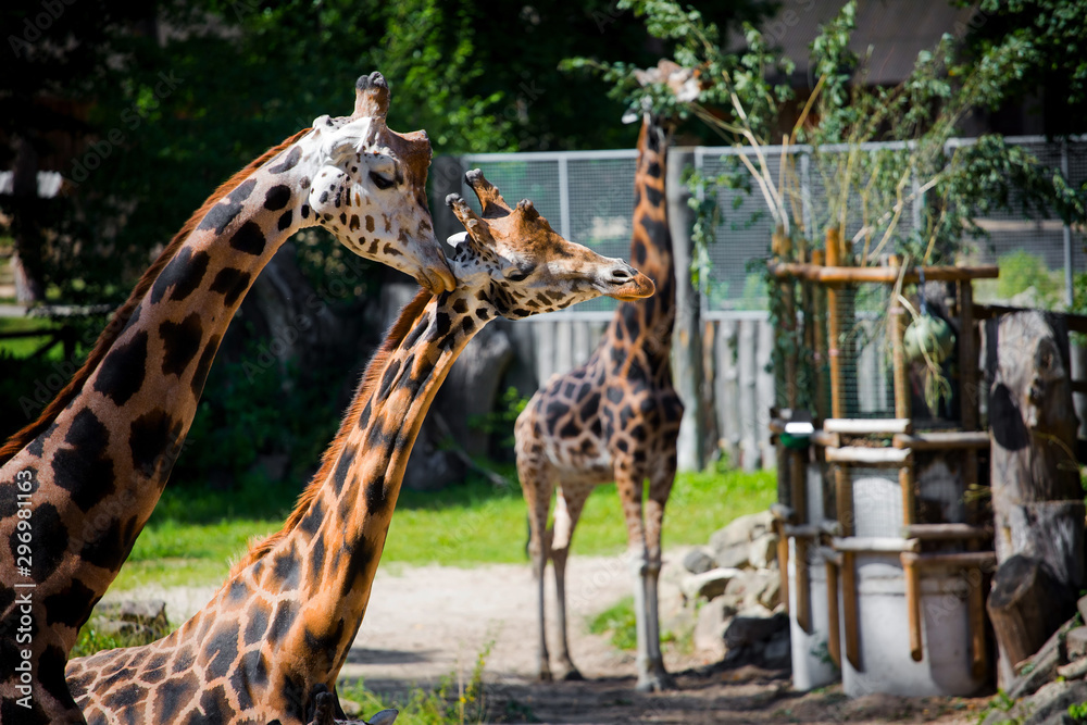 Obraz premium Giraffes at the zoo in summer