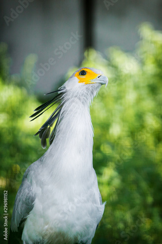 Secretarybird portrait in summer outdoors