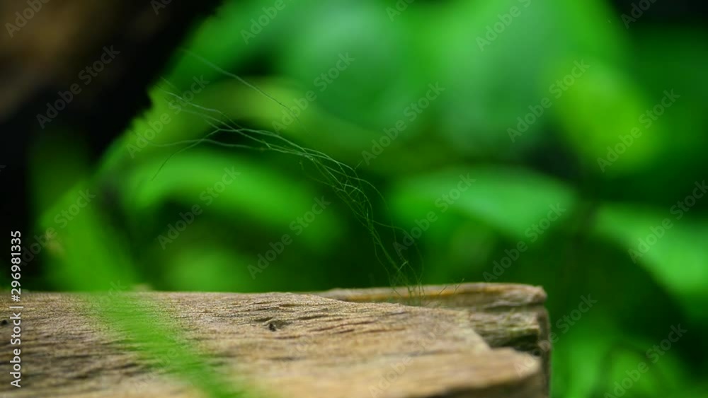 Background: driftwood with algae in an aquarium with macro bubbles Background: driftwood with algae in an aquarium with macro bubbles