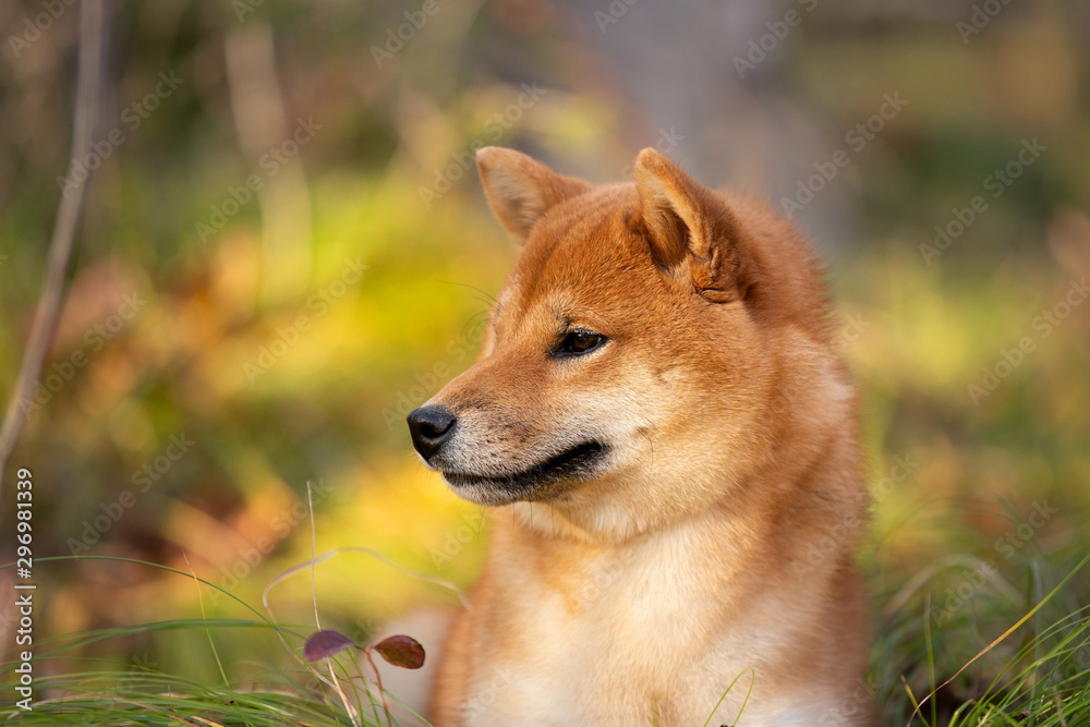 Beautiful and happy shiba inu dog lying on the grass in the forest at golden sunset. Red shiba inu female puppy Beautiful and happy shiba inu dog lying on the grass in the forest at golden sunset. Red shiba inu female puppy
