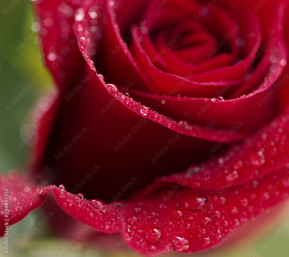 Rose Rose