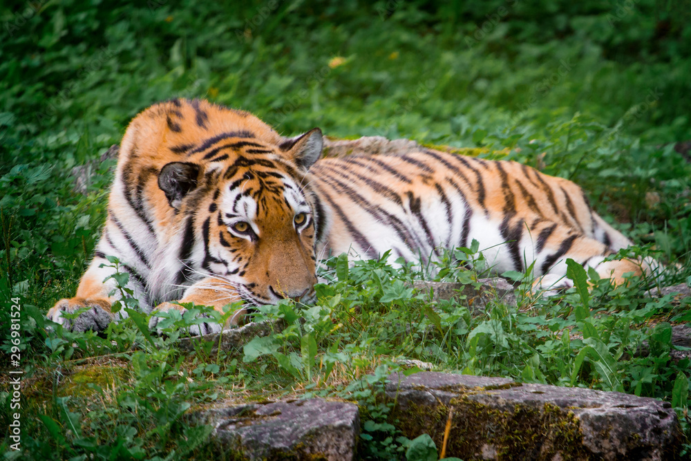 Beautiful tiger at the zoo Beautiful tiger at the zoo