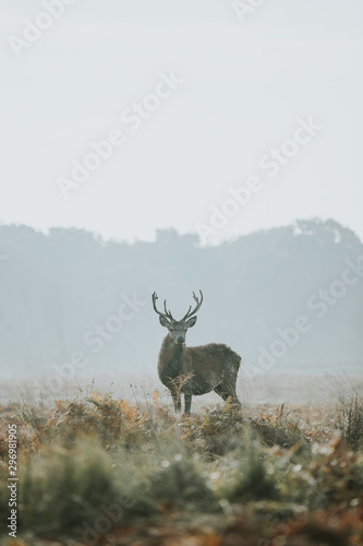 Red Deer Stag wildlife  © MelaniePhotos