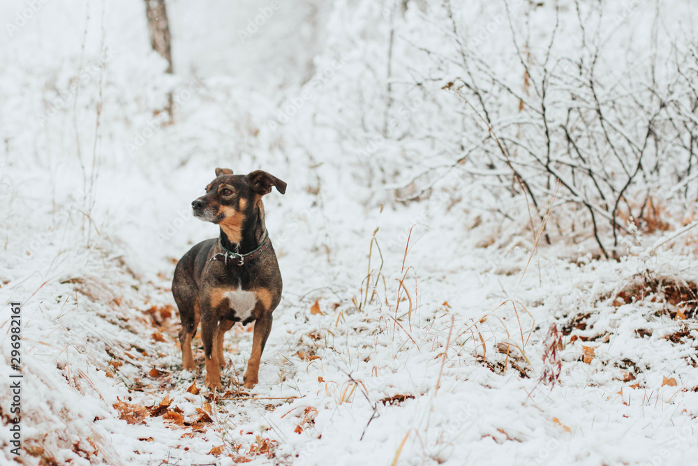  A small brown dog in a snowy grove. The dog walks in the snow. First snow.