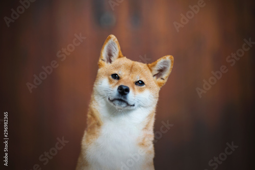 shiba interpellé  photo