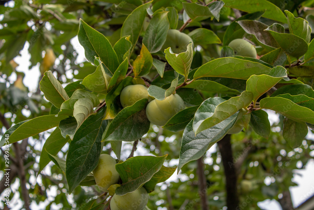 Unripe persimmon fruits surrounded by lush green leaves