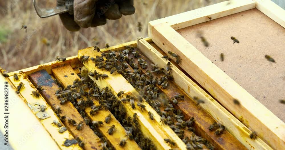 Hives honey in farm with bees Hives honey in farm with bees