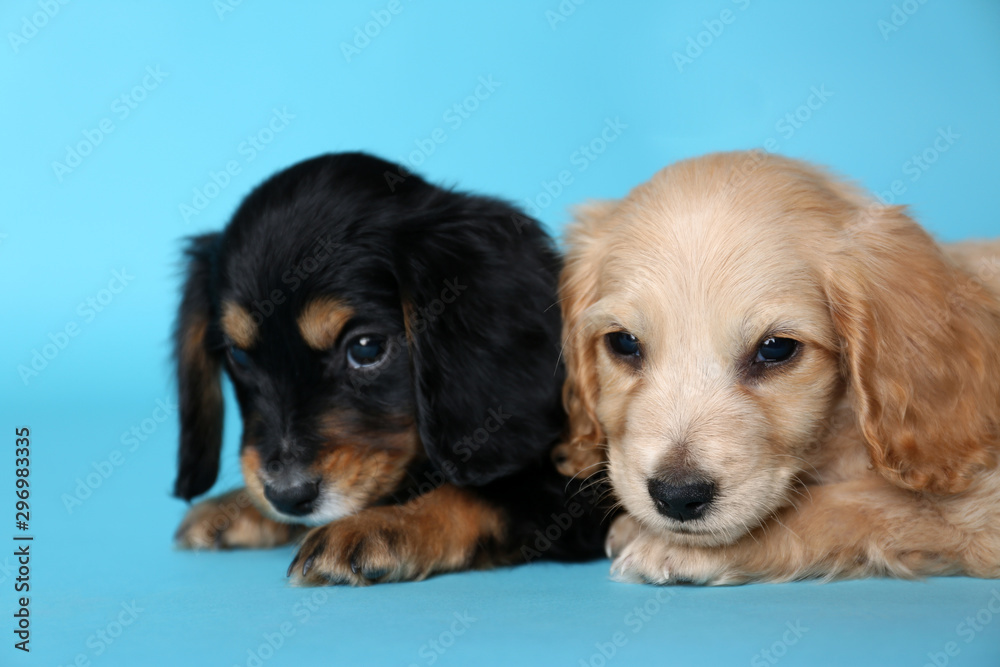 Cute English Cocker Spaniel puppies on light blue background Cute English Cocker Spaniel puppies on light blue background