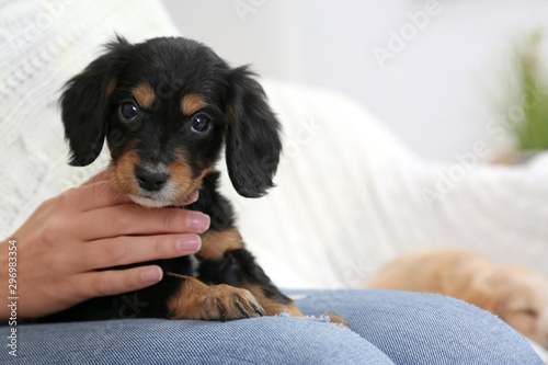 Foto Owner with cute English Cocker Spaniel puppy indoors, closeup