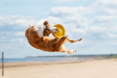 Photography Border Collie plays in the beach