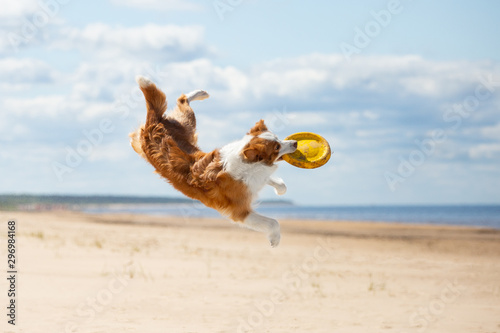 Border Collie plays in the beach