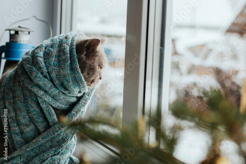 A gray Scottish cat in a blue knitted scarf sits on a windowsill and watches the snow falling outside the window.