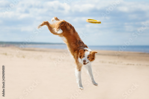 Photography Border Collie plays in the beach