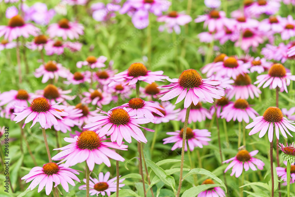 Purple coneflower echinacea grow in garden Purple coneflower echinacea grow in garden