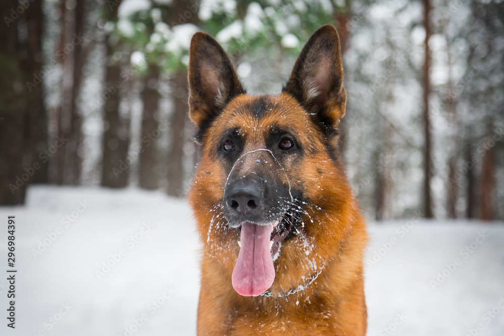 German shepherd walks in the winter in the forest German shepherd walks in the winter in the forest