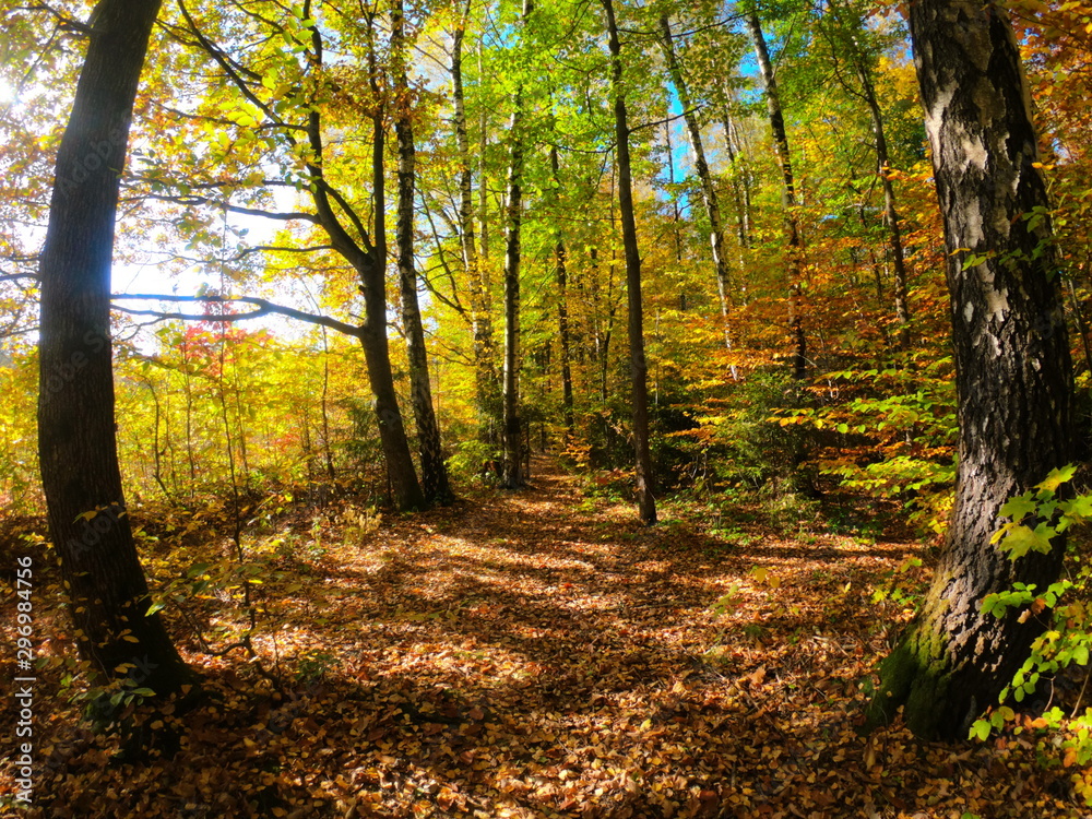 Autumnal Park. Autumn Trees and Leaves in sun light. Autumn scene