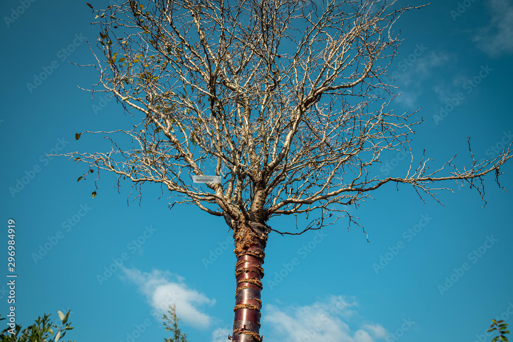 Fototapeta premium Cherry Tree