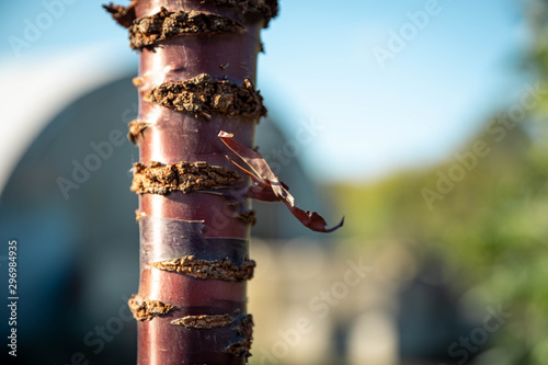 Cherry Tree