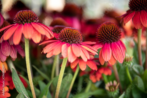 Echinacea