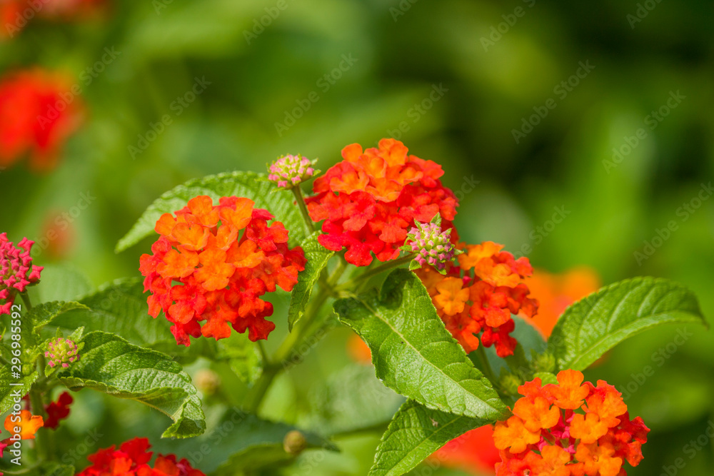 Blooming Lantana Camara Flowers in the Garden Blooming Lantana Camara Flowers in the Garden