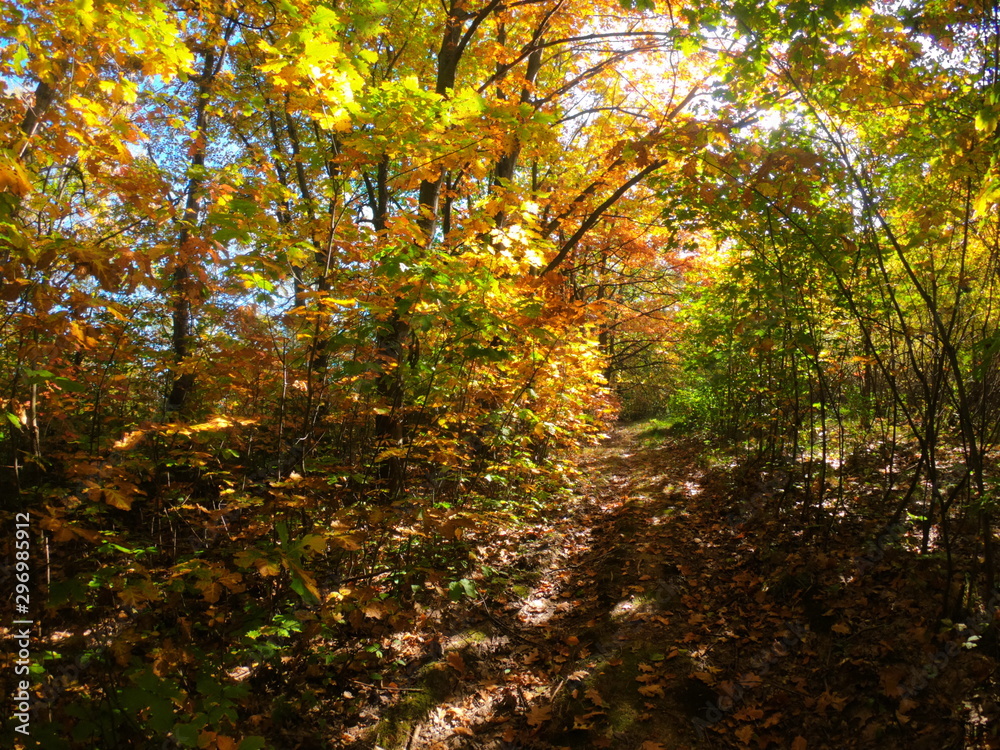 Obraz premium Autumnal Park. Autumn Trees and Leaves in sun light. Autumn scene