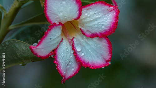 Gotas lluvia en rosa del desierto
