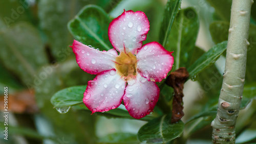Gotas lluvia en rosa del desierto
