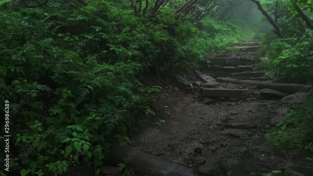 Hiking through a dark, dense forest tunnel on a misty foggy morning at Craggy Gardens in Asheville, North Carolina