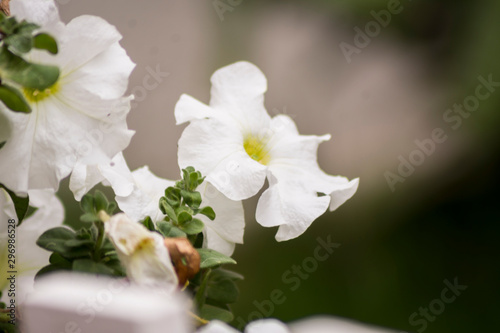 Flor blanca