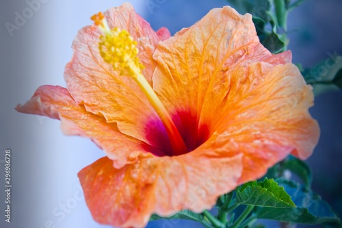 Flor amarilla y roja
