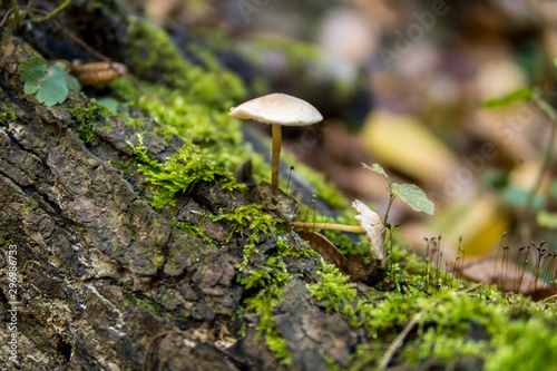mushroom growing on a tree covered with green moss