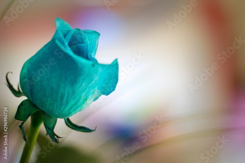 Rosa azul