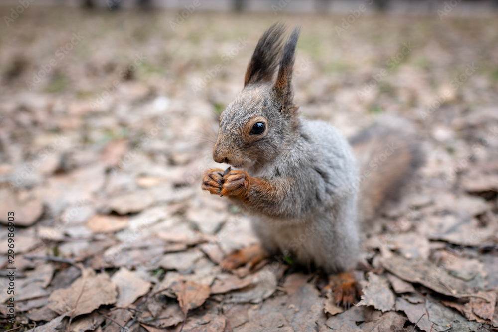 Squirrel eats nuts on fallen leaves in autumn. Squirrel eats nuts on fallen leaves in autumn.