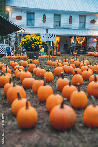 Pumpkin path