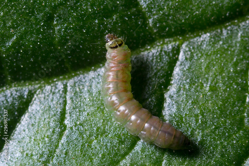 Larva de tuta sobre hoja de tomate, fuera de la galería